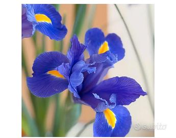 20 bulbi Iris blu