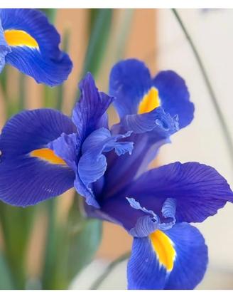 20 bulbi Iris blu