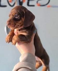 Cucciolo di bassotto cioccolato maschio