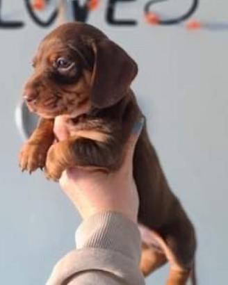 Cucciolo di bassotto cioccolato maschio