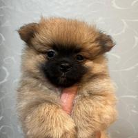 Cucciolo spitz pomerania