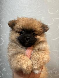 Cucciolo spitz pomerania
