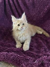 Maine Coon Maschio