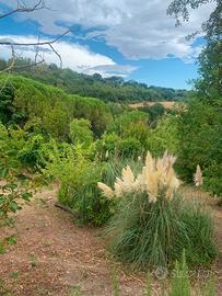 Terreno agricolo a Pesaro - zona Montegranaro
