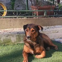 Cucciolo meticcio