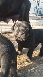 Cane corso cuccioli