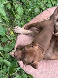 Cuccioli pittbul