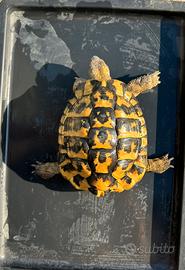 Testudo hermanni hermanni