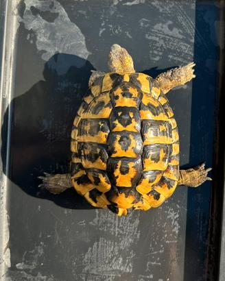 Testudo hermanni hermanni