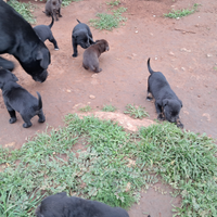 Cagnolinis