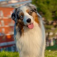 Pastore australiano disponibile per monta