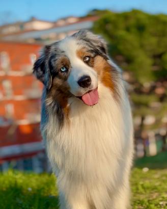 Pastore australiano disponibile per monta