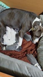 Cuccioli di Amstaff