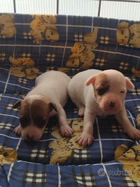 JACK RUSSELL pelo corto