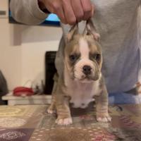 American bully maschio