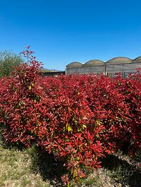 Photinia red robin