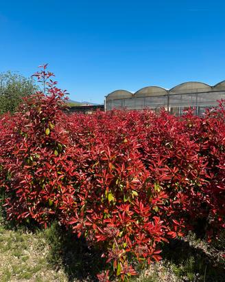 Photinia red robin