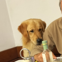 Golden retriever di due anni da monta