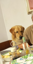 Golden retriever di due anni da monta