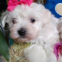 Maltipoo taglia micro