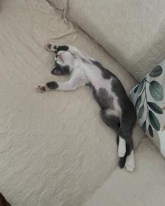Gattini di due mesi