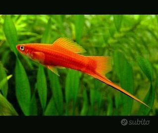 Pesci tropicali platy e portaspada