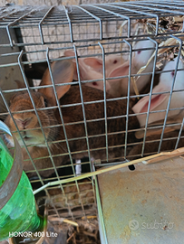 Conigli giganti da ingrasso