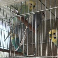 Cocorite