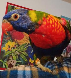 Pappagallo lory arcobaleno