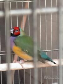 Diamanti di Gould ed esotici