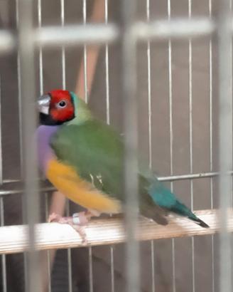 Diamanti di Gould ed esotici