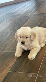Cucciolo GOLDEN RETRIVER maschio