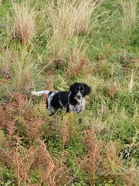 Setter femmina Animali