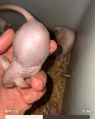 Ratti sphynx nudi