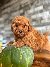 Cuccioli di barboncino