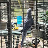 Parrocchetto collare Femmina viola portatrice CT