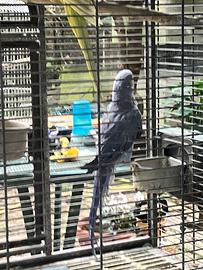 Parrocchetto collare Femmina viola portatrice CT