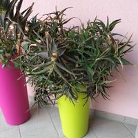 Pianta aloe 