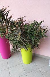 Pianta aloe 