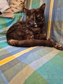 Zoe Scottish straight