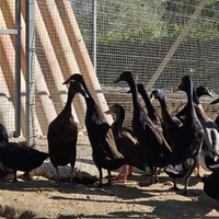 Anatre corritrici indiane smeraldo