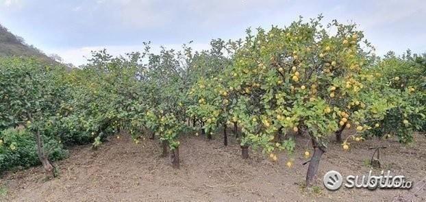 Terreno agricolo a limoneto a Calatabiano