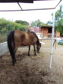 Cavalla da maneggio