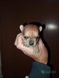 Cucciola di chihuahua