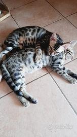Gatti del bengala