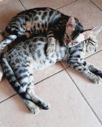 Gatti del bengala