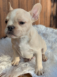 Bulldog francese blu