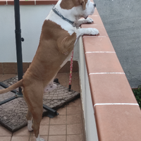 Amstaff per monta