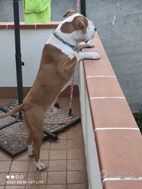Amstaff per monta