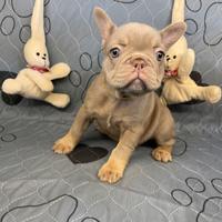 Bulldog francese New Shade Isabella tan